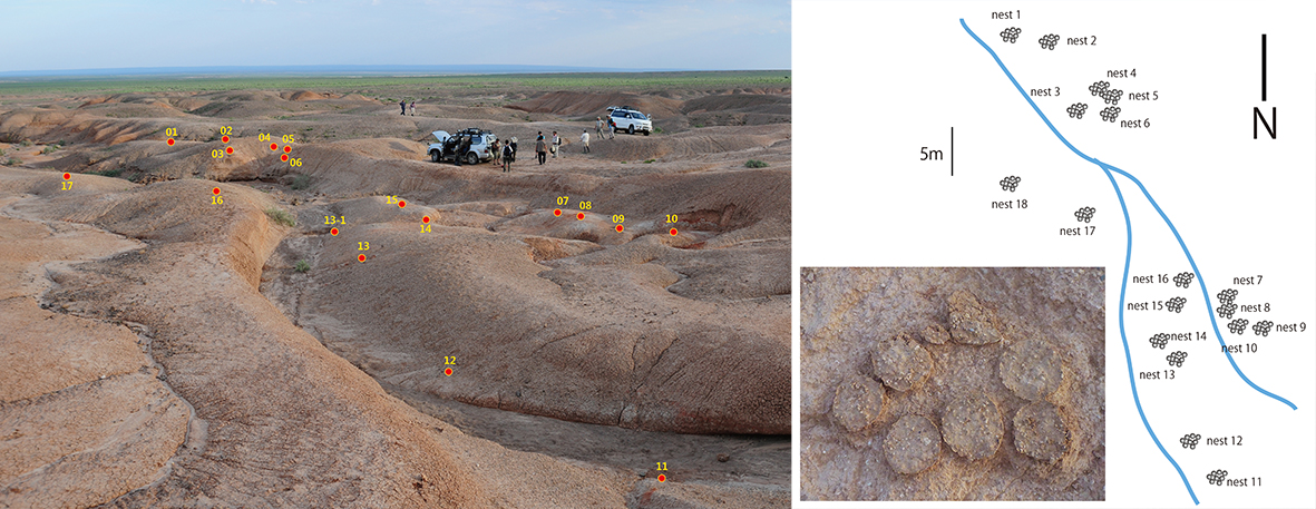 Left, photo of the locality (red dots are nests); middle, a nest at the site; right, distribution map of nests in this study